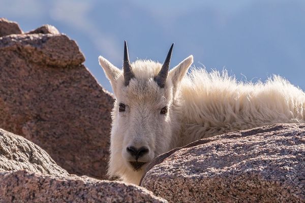 Colorado-Mt Evans Young mountain goat and rocks
